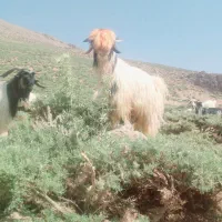 تیشتر تخمی نمونه گلداری