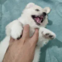 پامر اشپیتز