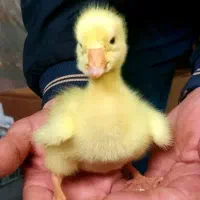 فروش بچه غاز نژاد دار