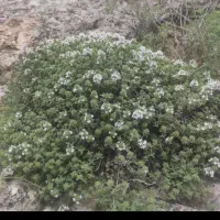 گیاهان دارویی کاکوتی