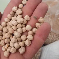 نخود امسال تازه