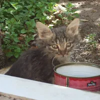 واگذاری گربه|گربه|داراب, |دیوار