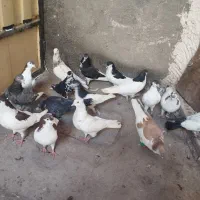 کفتریاکبوتر