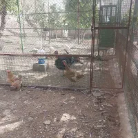 ۴ عدد بوقلمون تخم گزار جوان برنزه