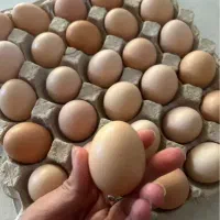 تخم مرغ رسمی