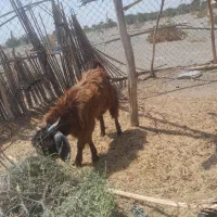 چپشت|حیوانات مزرعه|قلعه گنج, |دیوار
