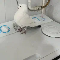 دم سیاه|پرنده|سنندج, |دیوار