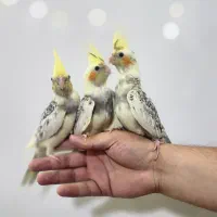 عروس هلندی