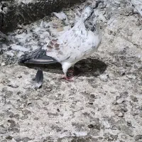 کبوتر نر پروازی