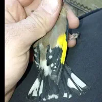 سهره کرمونشاهی بخون|پرنده|کرمان, |دیوار