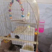 عروس هلندی|پرنده|کرمان, |دیوار