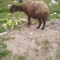 بره گوسفند|حیوانات مزرعه|مینودشت, |دیوار