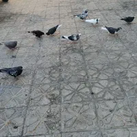 فروش کبوتر سرحال|پرنده|شیراز, تل حسین‌آباد|دیوار