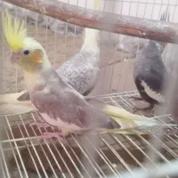جوجه عروس هلندی های نر و ماده دونخور و دستی|پرنده|پاکدشت, پاکدشت (مامازند)|دیوار