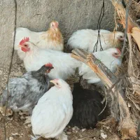 مرغ وخروش کوشین