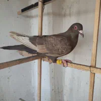 سرکه ای ماده|پرنده|قزوین, |دیوار