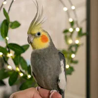 برای پرنده‌ای که جای امن می‌خواهد...