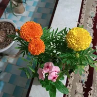 فال  و سر کتاب جزعی