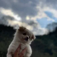 سگ پامر اشپیتز