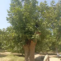 خرید چوب و درخت