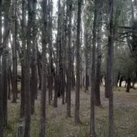 خرید چوب با بالاترین قیمت تسویه سر باسکول|خدمات باغبانی و درختکاری|زنجان, |دیوار