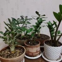 ادنیوم گل و گیاه آپارتمانی