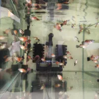 نژاد های مختلف ماهی گوپی|ماهی|دزفول, |دیوار