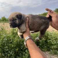 دوتا توله ماده