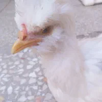 جوجه سلطان حراجی