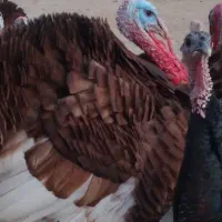 بوقلمون|حیوانات مزرعه|دیواندره, |دیوار