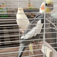 عروس هلندی نر و ماده