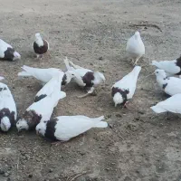 طوقی|پرنده|جغتای, |دیوار