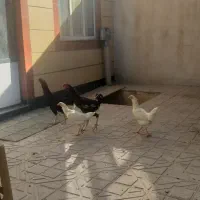 خروس لاری درجه یک پا بلند جنگی پرنده کفتر کبوتر|حیوانات مزرعه|همدان, |دیوار