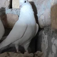 تهرانی زوردار|پرنده|سرپل ذهاب, |دیوار