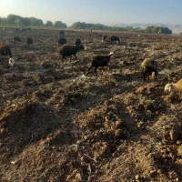 بیست عدد گوسفند شک آبستن افشار پلنگی