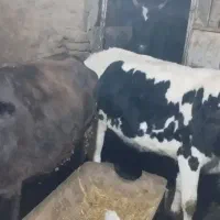 فروش گوساله