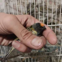 سهره|پرنده|مشهد, رضاییه|دیوار