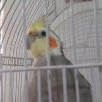 عروس هلندی نر سخنگو