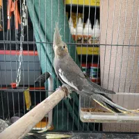 جوجه عروس هلندی گلباقالی و سیامون|پرنده|بیرجند, |دیوار