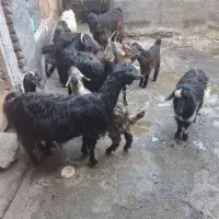 7عدد بز و 4عدد گسک|حیوانات مزرعه|سنندج, |دیوار