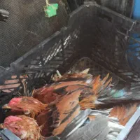گمشده