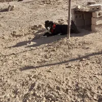 سگ  اصیل قدرجونی