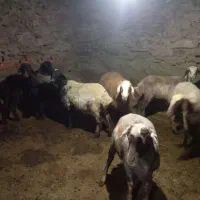 گوسفند|حیوانات مزرعه|خاو و میرآباد, |دیوار