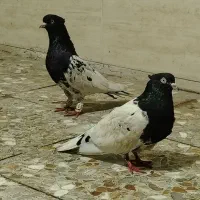 کله سیاه