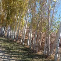 هرس و برش درختان میوه وبی ثمر