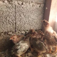 ۱۷عدد جوجه کاکلی وگردن لختی ومحلی