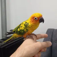 طوطی خورشیدی سان کانور|پرنده|کلاردشت, |دیوار