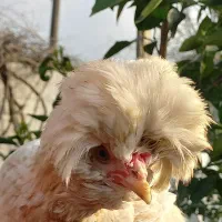 فروش تخم نطفه دار سلطان