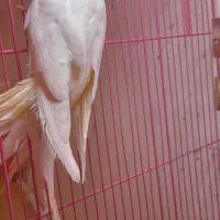 طوطی عروس باقفس|پرنده|رشت, سعدی (تختی)|دیوار