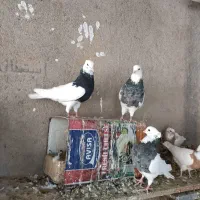 طوقی الماسی و سیاه|پرنده|قزوین, |دیوار